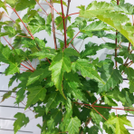 Javor ohnivý (Acer tataricum) ´GINNALA´ - výška 160-200 cm, kont. C5L